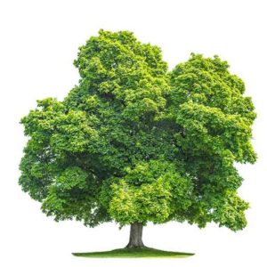 Ahorn - Schlafstudio Helm Wien